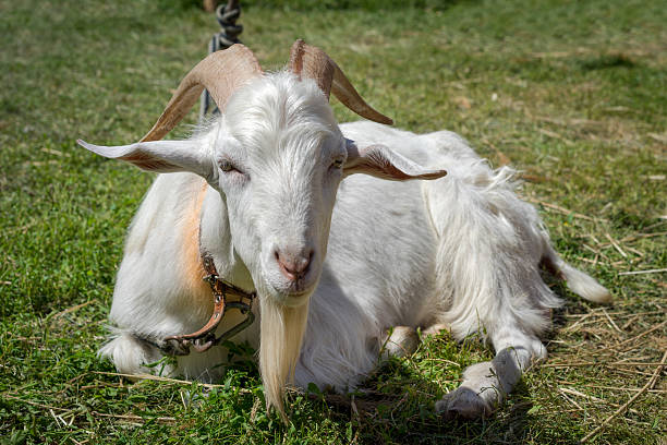goat laying in the grass